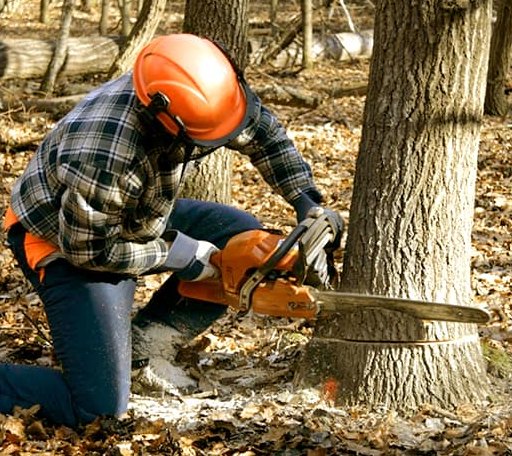 Tree Removal in Chicken, AK